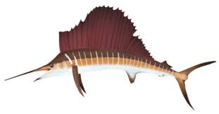 Image result for Makaira mazara