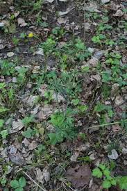 Attēlu rezultāti vaicājumam “Ranunculus auricomus leaf”