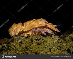 Image result for Scyllarides latus