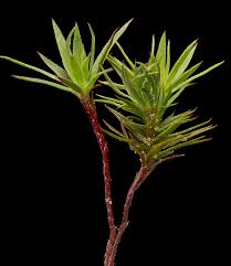 Attēlu rezultāti vaicājumam “Pogonatum urnigerum”