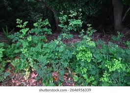 Attēlu rezultāti vaicājumam “Thalictrum lucidum leaf”