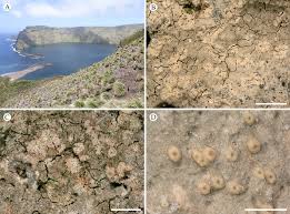 Attēlu rezultāti vaicājumam “Petractis sp.”