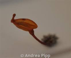 Attēlu rezultāti vaicājumam “Buxbaumia aphylla”