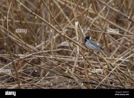 Attēlu rezultāti vaicājumam “Emberiza schoeniclus eggs”
