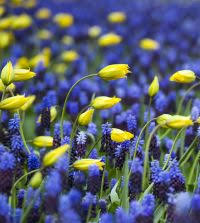 Attēlu rezultāti vaicājumam “Tulipa sylvestris”