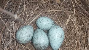 Attēlu rezultāti vaicājumam “Anas platyrhynchos eggs”