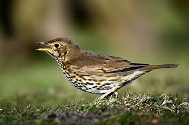 Attēlu rezultāti vaicājumam “Turdus philomelos juvenile”