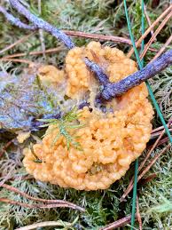 Attēlu rezultāti vaicājumam “Bilimbia tetramera”