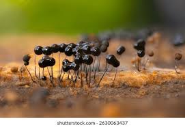 Attēlu rezultāti vaicājumam “Amaurochaete atra macro”