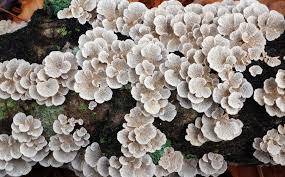 Attēlu rezultāti vaicājumam “Plicaturopsis crispa”