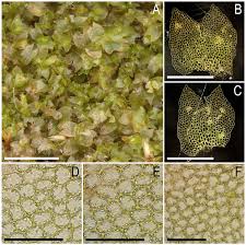 Attēlu rezultāti vaicājumam “Anomodon longifolius”
