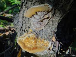 Attēlu rezultāti vaicājumam “Inonotus radiatus”