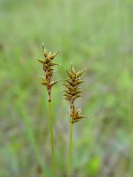 Attēlu rezultāti vaicājumam “Trichophorum alpinum fruit”
