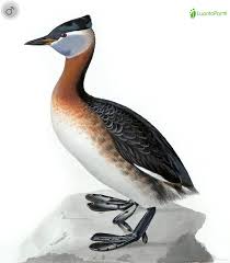 Attēlu rezultāti vaicājumam “Podiceps grisegena adult”