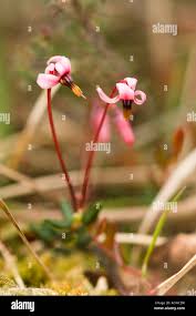Attēlu rezultāti vaicājumam “Oxycoccus flower”