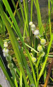 Attēlu rezultāti vaicājumam “Sparganiaceae”