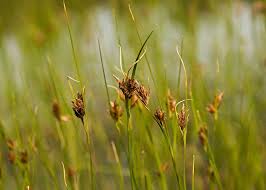 Attēlu rezultāti vaicājumam “Rhynchospora fusca”