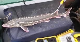 Image result for Acipenser