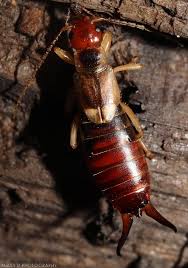 Attēlu rezultāti vaicājumam “Forficula auricularia female”