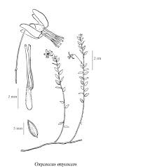 Attēlu rezultāti vaicājumam “Oxycoccus microcarpus”