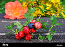 Attēlu rezultāti vaicājumam “Hypericum perforatum fruit”