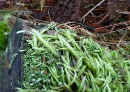 Attēlu rezultāti vaicājumam “Plagiothecium undulatum”