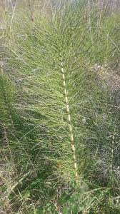 Attēlu rezultāti vaicājumam “Equisetum telmateia”