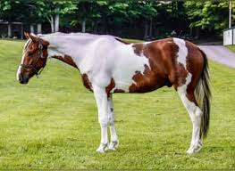 Image result for chestnut friesian