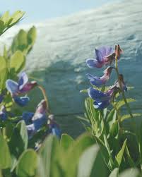 Attēlu rezultāti vaicājumam “Lathyrus japonicus subsp. maritimus flower”