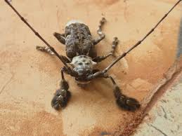 Attēlu rezultāti vaicājumam “Neottiura bimaculata female”