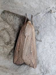 Attēlu rezultāti vaicājumam “Adaina microdactyla”