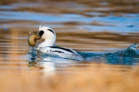 Attēlu rezultāti vaicājumam “Mergus albellus”