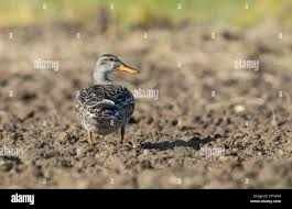 Attēlu rezultāti vaicājumam “Anas strepera female”