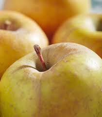 Attēlu rezultāti vaicājumam “Malus domestica”