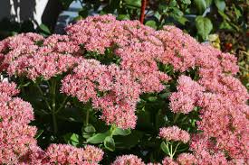 Image result for Chrysanthemum spectabile