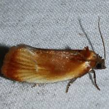 Attēlu rezultāti vaicājumam “Eulia ministrana”