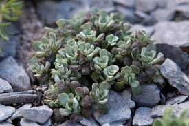 Attēlu rezultāti vaicājumam “Crassulaceae”