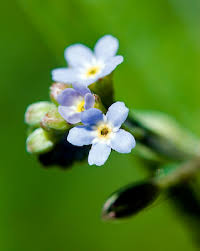 Attēlu rezultāti vaicājumam “Myosotis laxa subsp. baltica flower”