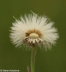 Attēlu rezultāti vaicājumam “Erigeron acris flower”