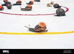 Image result for World Snail Racing Championships
