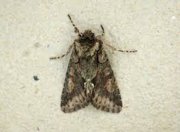 Attēlu rezultāti vaicājumam “Allophyes oxyacanthae”