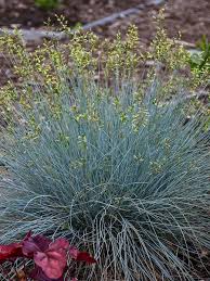 Attēlu rezultāti vaicājumam “Festuca psammophila”