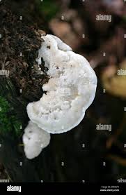 Attēlu rezultāti vaicājumam “Postia stiptica”