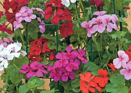 Attēlu rezultāti vaicājumam “Geranium bohemicum fruit”