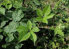 Attēlu rezultāti vaicājumam “Rubus plicatus leaf”