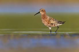 Attēlu rezultāti vaicājumam “Calidris ferruginea adult”