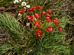 Attēlu rezultāti vaicājumam “Euphorbia cyparissias flower”