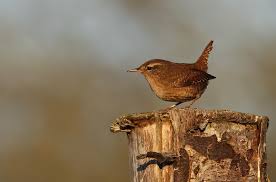Attēlu rezultāti vaicājumam “Troglodytes troglodytes”