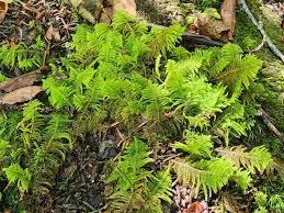 Attēlu rezultāti vaicājumam “Ptilium crista-castrensis”