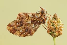 Attēlu rezultāti vaicājumam “Boloria dia upperside”